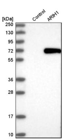 ARIH1 Antibody, Novus Biologicals:Antibodies:Primary Antibodies